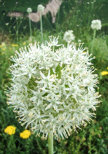 Allium saposhnikovii